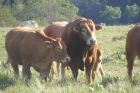 Élevage de bovins sur le Mont-Lozère