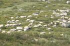 Élevage d'ovins sur le Mont-Lozère