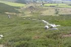 Élevage d'ovins sur le Mont-Lozère