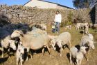 Élevage d'ovins sur le Mont-Lozère